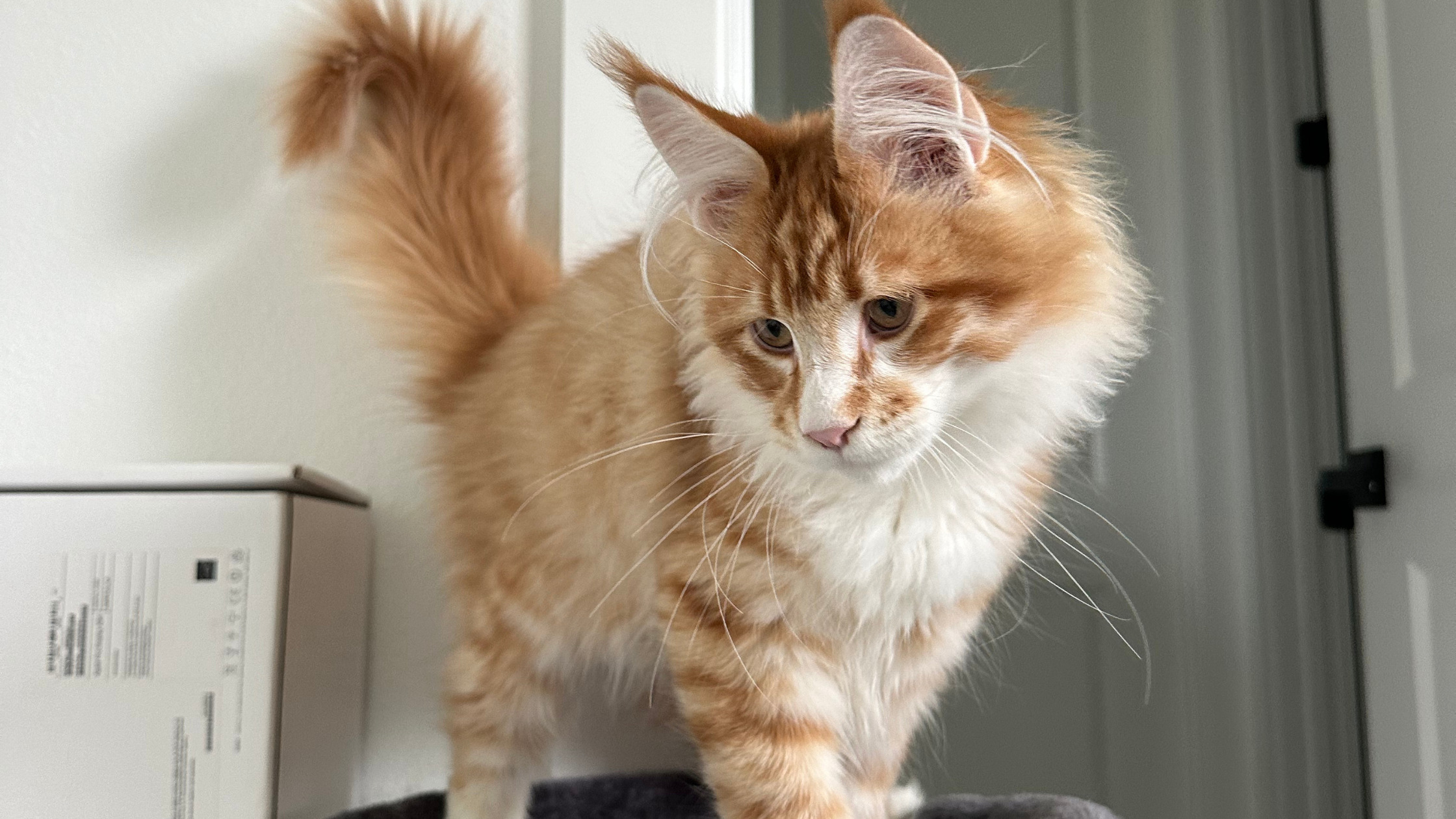 Maine Coon Kittens for Sale in Illinois Cattery