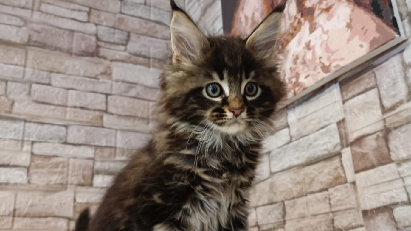 Maine Coon Kittens for Sale in Pensacola, Europe | Cattery
