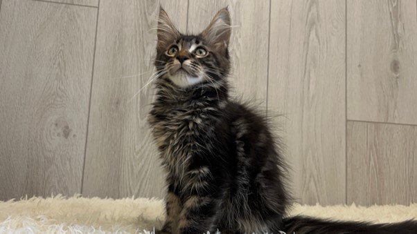 Maine Coon Kittens for Sale in Portland, Oregon | Cattery