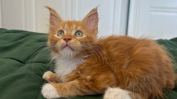 Maine Coon Kittens for Sale in Everett, Washington | Cattery