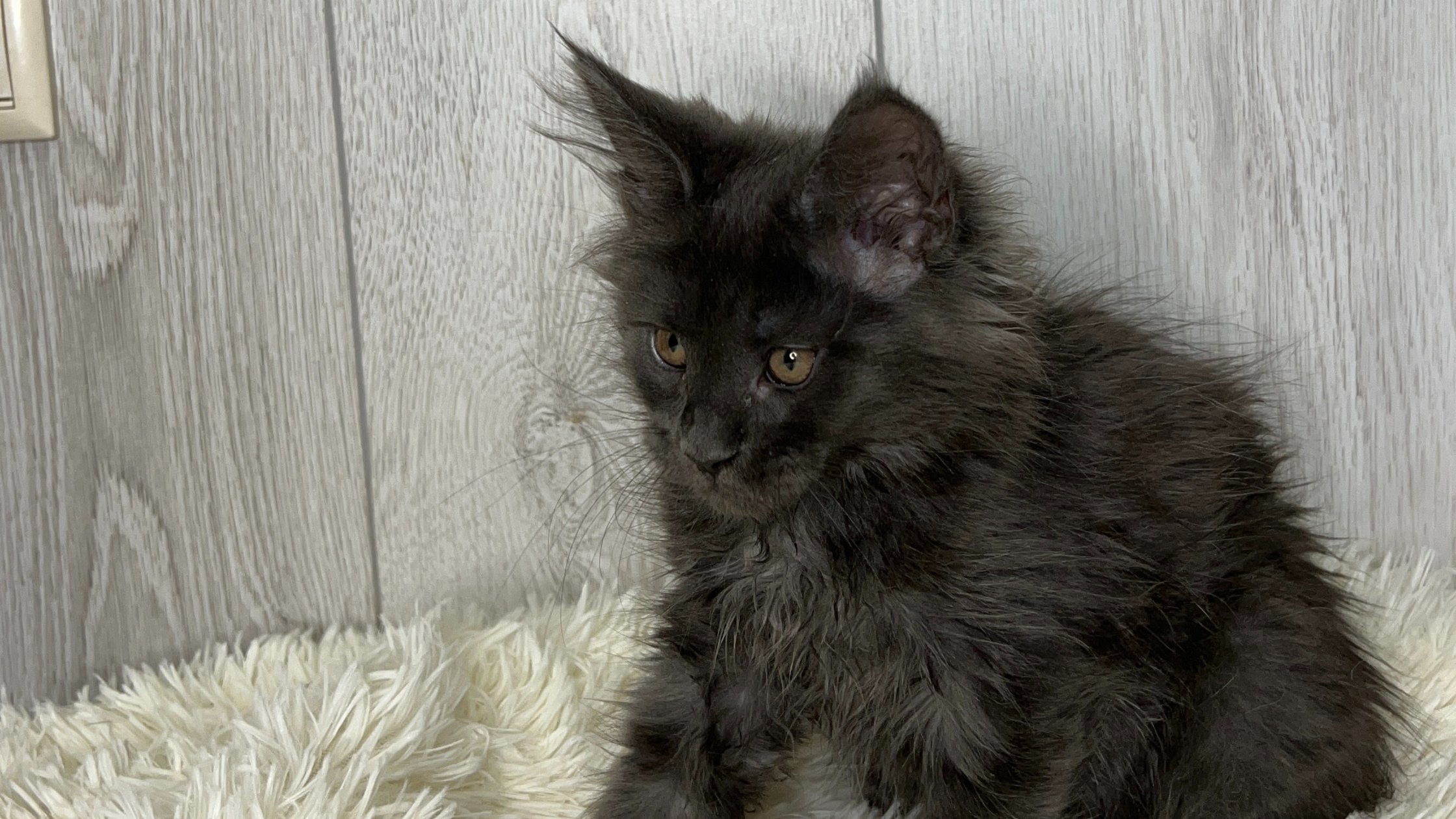 Maine Coon Kittens for Sale in Oregon | Cattery