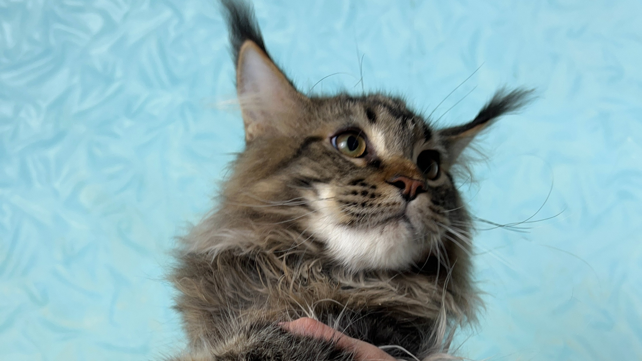TICA European Maine Coon Cat Breeder | Cattery