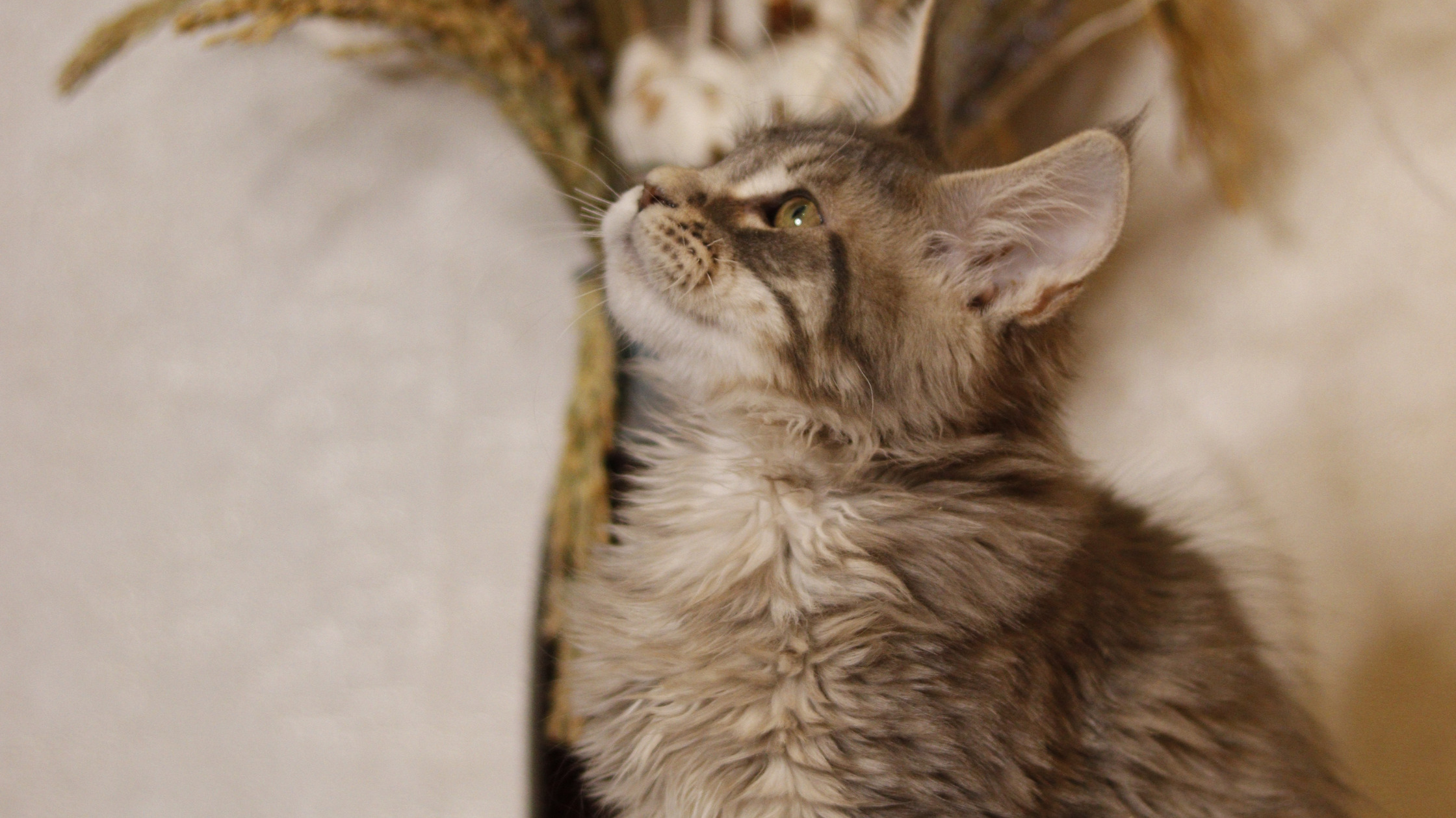 European Maine Coon Kittens