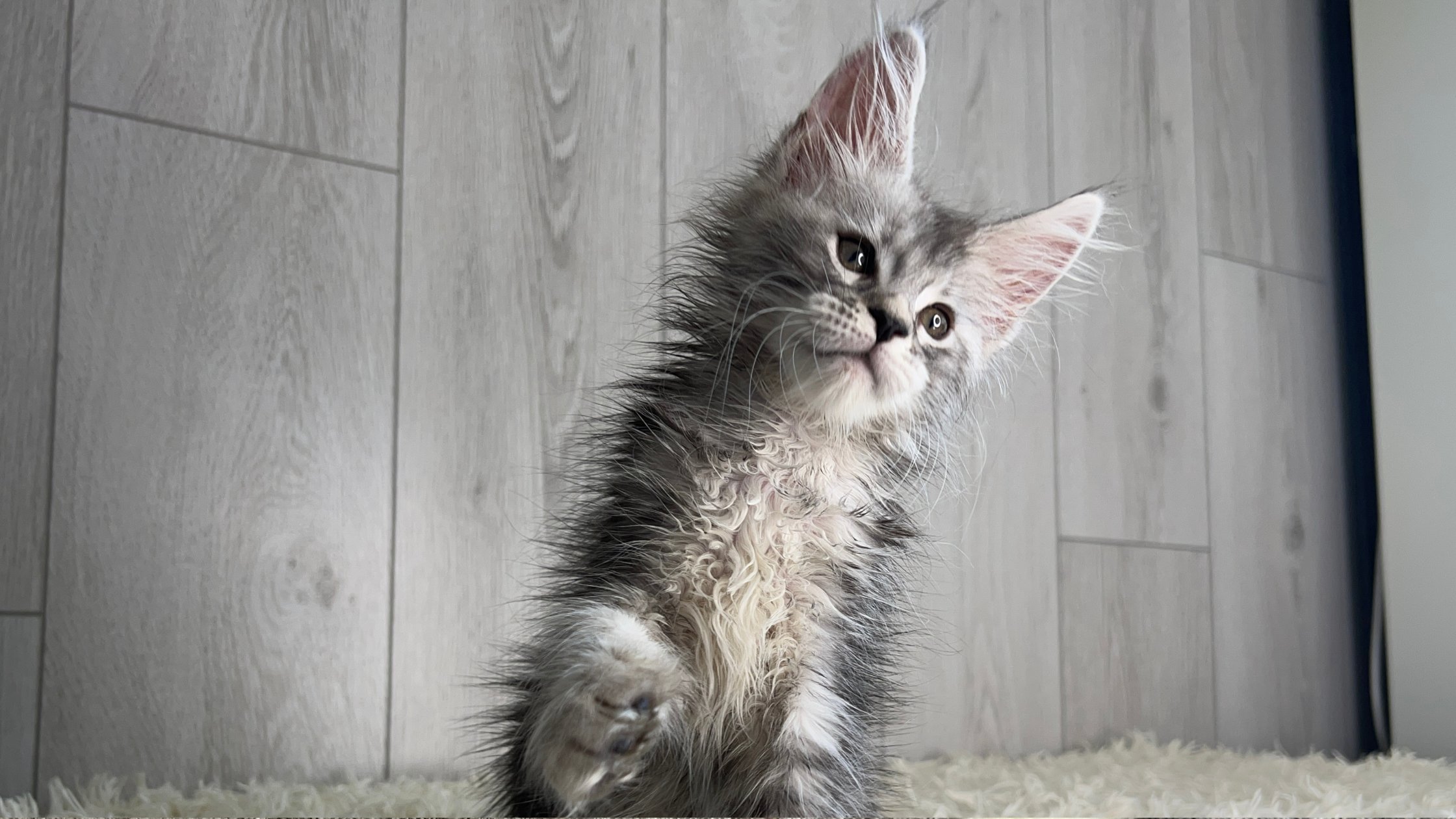 European Maine Coon Kittens
