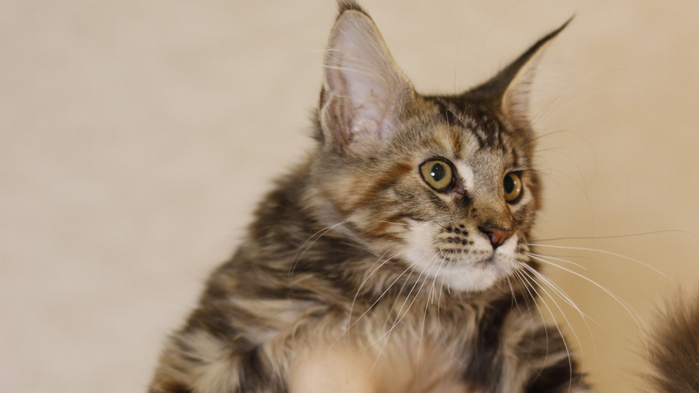 European Maine Coon Kittens