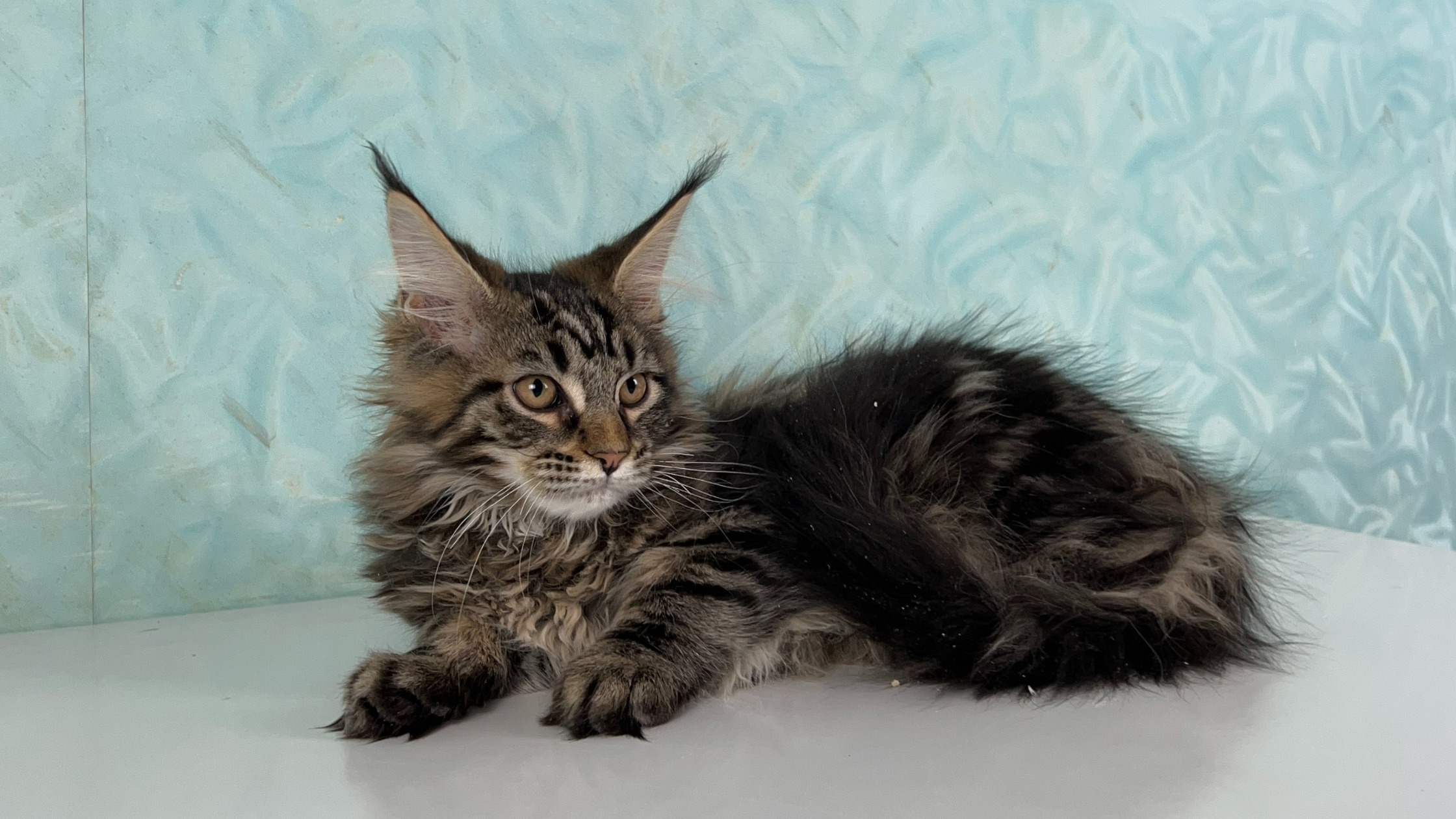 European Maine Coon Cats