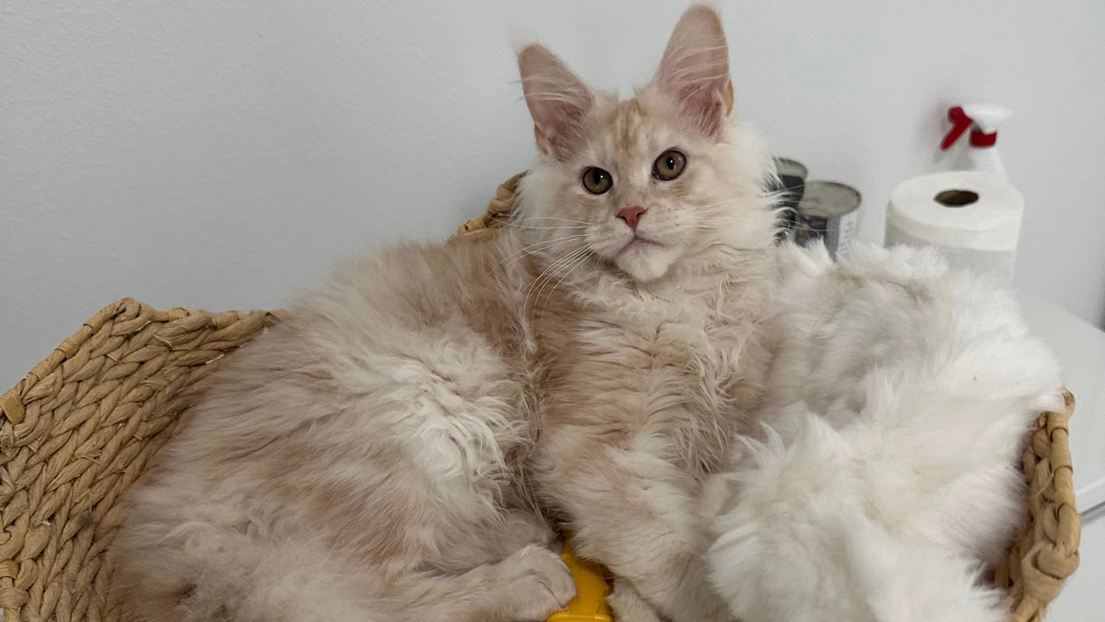 Maine Coon Kittens for Sale in Illinois – MasterCoons Cattery