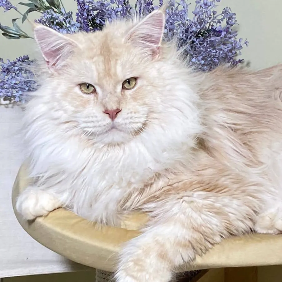 Pure Elegance Awaits: Find Your Perfect Maine Coon Companion at MasterCoons Cattery
