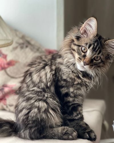 TICA Purebred Maine Coon Kittens for Sale | MasterCoons Cattery