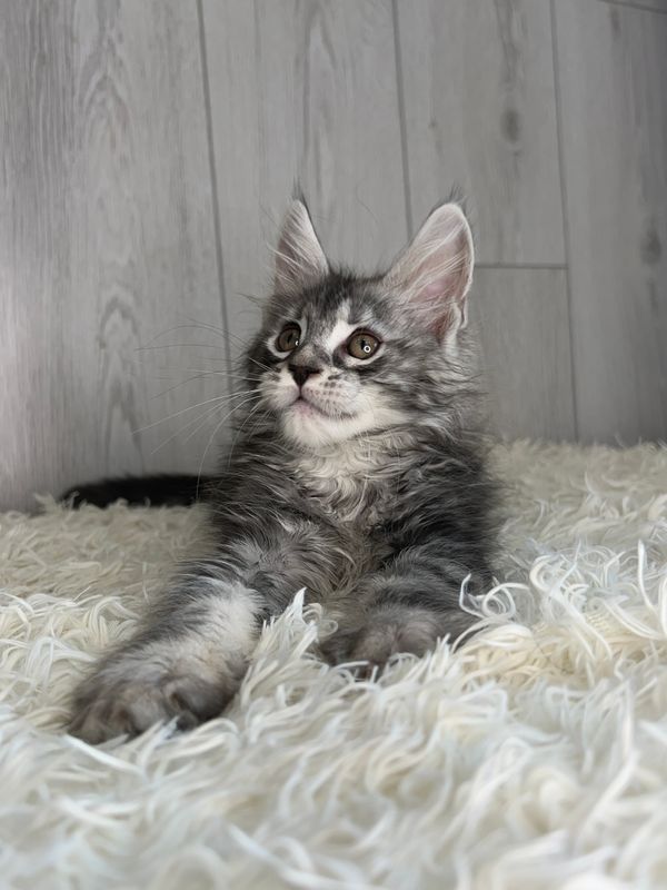 Charley | European Maine Coon Kitten adopted from Bagira and Great Love ...