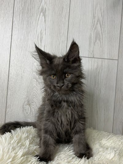 TICA Purebred Maine Coon Kittens for Sale | MasterCoons Cattery