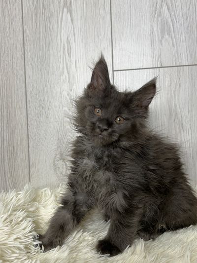 TICA Purebred Maine Coon Kittens for Sale | MasterCoons Cattery