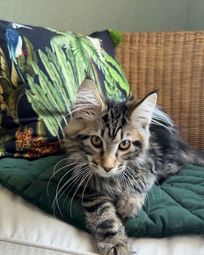 TICA Purebred Maine Coon Kittens for Sale | MasterCoons Cattery