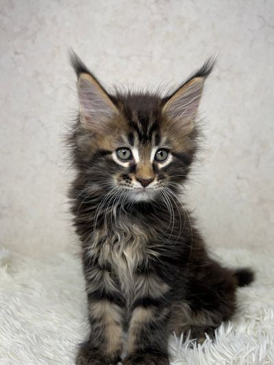 TICA Purebred Maine Coon Kittens for Sale | MasterCoons Cattery