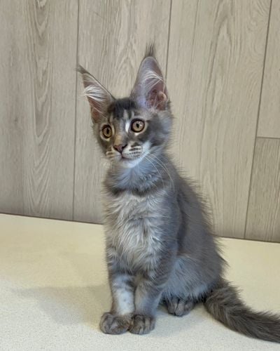 TICA Purebred Maine Coon Kittens for Sale | MasterCoons Cattery