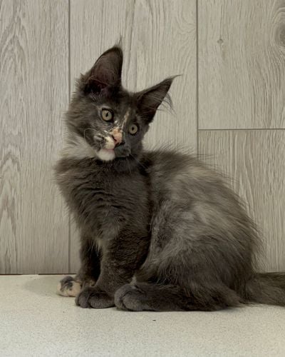 TICA Purebred Maine Coon Kittens for Sale | MasterCoons Cattery