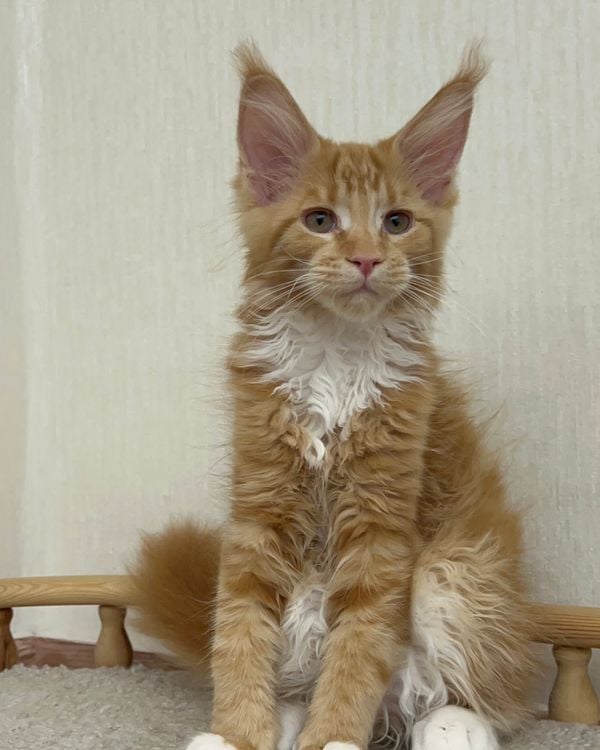 Vivien | European Maine Coon Kitten reserved from Anabel and White Lion ...