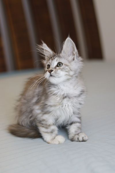 Maine Coon Kittens for Sale | Buy a Maine Coon Kitten from Europe ...